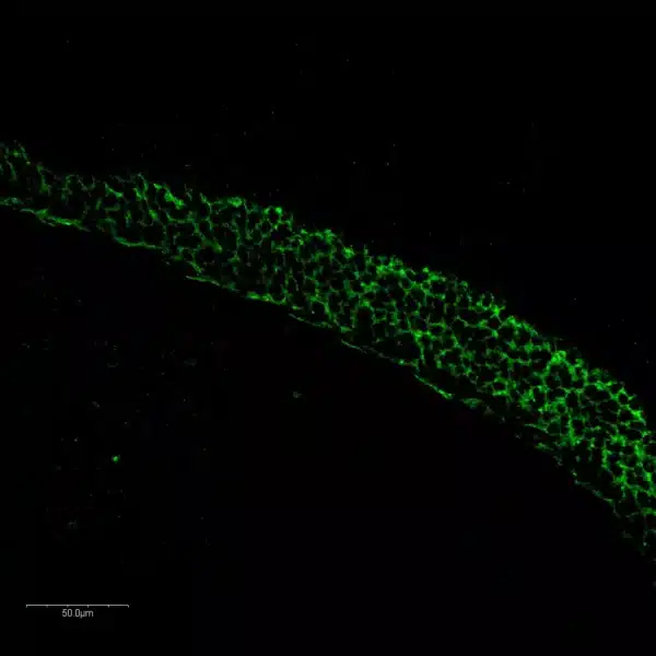 Glutamatergic cells in brain stem of mouse embryo ( E13.5).