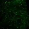 Immunofluorescence imaging of L-Serine in mouse brainstem