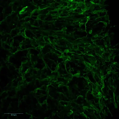Immunofluorescence imaging of L-Serine in mouse brainstem