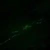 Immunofluorescence imaging of Normetanephrine in crayfish