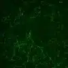 octopamine antibody rabbit polyclonal validated crayfish brain whole mount