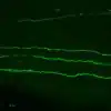 octopamine-antibody-rabbit-polyclonal-validated-neurons_768