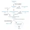 Quinolinic acid (QA) is a metabolite produced along the Kynurenine Pathway