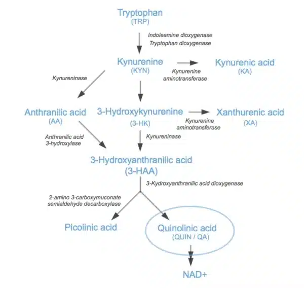 Quinolinic acid (QA) is a metabolite produced along the Kynurenine Pathway