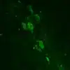Immunostaining of 5-HT-containing cells in adult mouse brain slice
