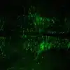serotonin antibody 5-ht imaging staining kit