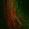 Dopamine (green) and Serotonin (red) immunostaining in the CNS of embryonic mouse E13.5