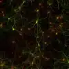 staining kit gaba antibody ihc cell culture staining primary neurons