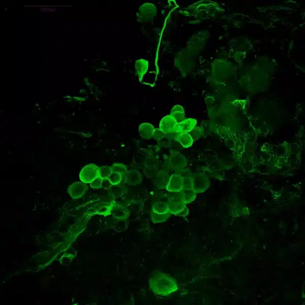 staining kit glutamate antibody