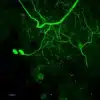 stainperfect staining dopamine antibody