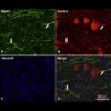 xanthurenic acid-antibody IF validation in mouse brain tissue imaging IF IHC