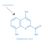 Xanthurenic acid (XA)