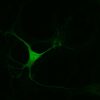 L.Phenyl-Alanine imaging in mouse embryonic midbrain neurons