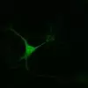 L.Phenyl-Alanine imaging in mouse embryonic midbrain neurons