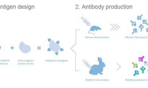 Custom anti-hapten antibodies for small molecule detection