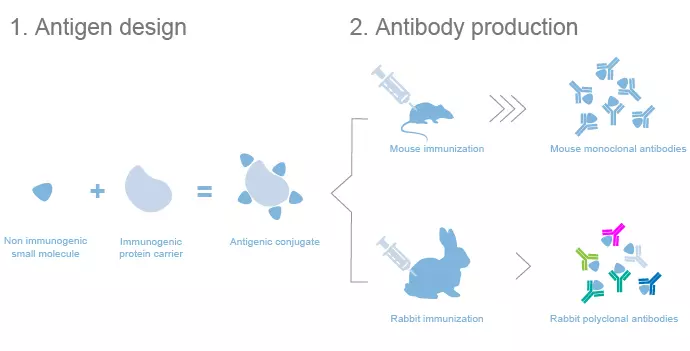 Custom anti-hapten antibodies for small molecule detection