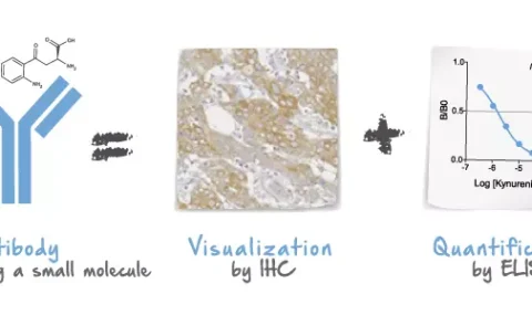 Antibodies against small molecules - IHC & ELISA applications