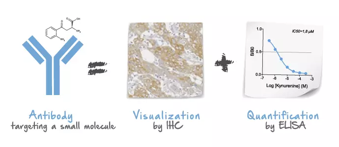 Antibodies against small molecules - IHC & ELISA applications