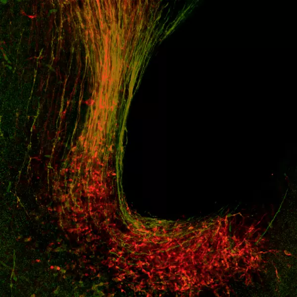 Using STAINperfect immunostaining kit A, Dopamine (green) and Tyrosine Hydroxylase (red) were detected within mesencephalic dopaminergic neurons (midbrain of embryonic E13.5 mouse) following the protocol for whole mount samples. Stainings were performed using ImmuSmol anti-Dopamine Rabbit polyclonal Ab (IS1005) and standard anti-TH antibody. Fluorescent conjugated antibodies were used and images acquired by confocal imaging.