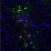 revealed by anti-dopamine (DA, rabbit polyclonal antibody #IS1005) and Tyrosine Hydroxylase (TH, #MAB5280, reference catecholaminergic neuron immunostaining). As highlighted in the overlay, DA immunoreactivity well correlates with TH immunoreactivity in the SNc, thus showing that our antibody against the DA neurotransmitter - used with the STAINperfect immunostaining kit A – is a validated tool to directly highlight DAergic systems rather than through biosynthesis enzyme immunostaining, ex