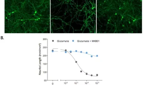 Quantitative analysis of neurite outgrowth using IS1006 GABA antibody