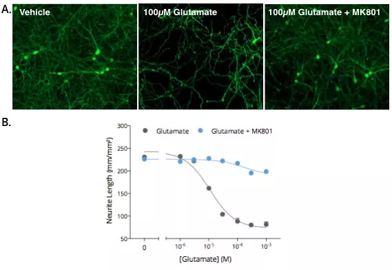 Quantitative analysis of neurite outgrowth using IS1006 GABA antibody