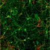 Image field micrographs of mature (12 DIV-old) rat cortical cultures, illustrating total and GABAergic neuronal networks revealed by MAP2 (in red) and GABA (in green) immunostaining, respectively. GABA immunostaining obtained using whether our monoclonal (#IS039) or polyclonal GABA antibody (#IS1006) with the STAINperfect immunostaining kit A is similar thereby underlining GABAergic cell bodies and dense punctiform GABAergic neurites.