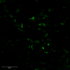 Histamine was detected into whole mount mouse midbrain using STAINperfect immunostaining kit A. Staining was obtained following the protocol for whole mounts samples preparation combined with our IS1039 rabbit polyclonal anti-histamine antibody. After incubation with a fluorescent labeled secondary antibody confocal imaging was performed for picture acquisition.