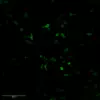 Histamine was detected into whole mount mouse midbrain using STAINperfect immunostaining kit A. Staining was obtained following the protocol for whole mounts samples preparation combined with our IS1039 rabbit polyclonal anti-histamine antibody. After incubation with a fluorescent labeled secondary antibody confocal imaging was performed for picture acquisition.