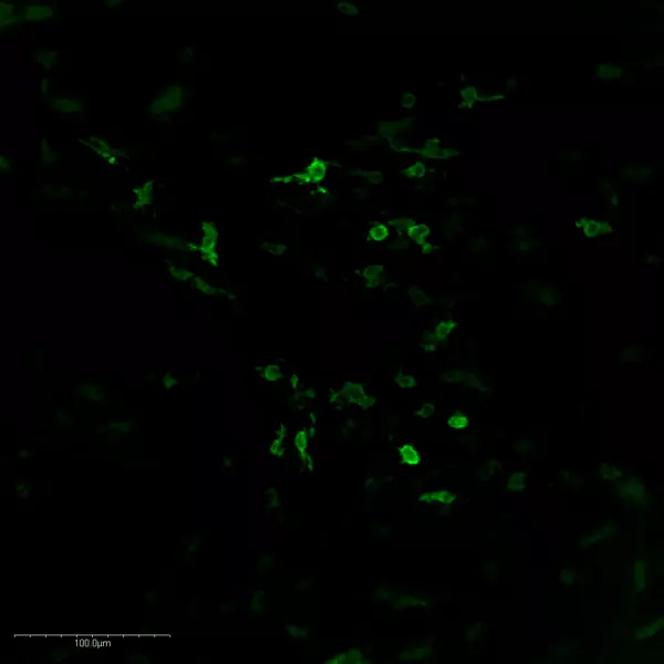 Histamine was detected into whole mount mouse midbrain using STAINperfect immunostaining kit A. Staining was obtained following the protocol for whole mounts samples preparation combined with our IS1039 rabbit polyclonal anti-histamine antibody. After incubation with a fluorescent labeled secondary antibody confocal imaging was performed for picture acquisition.