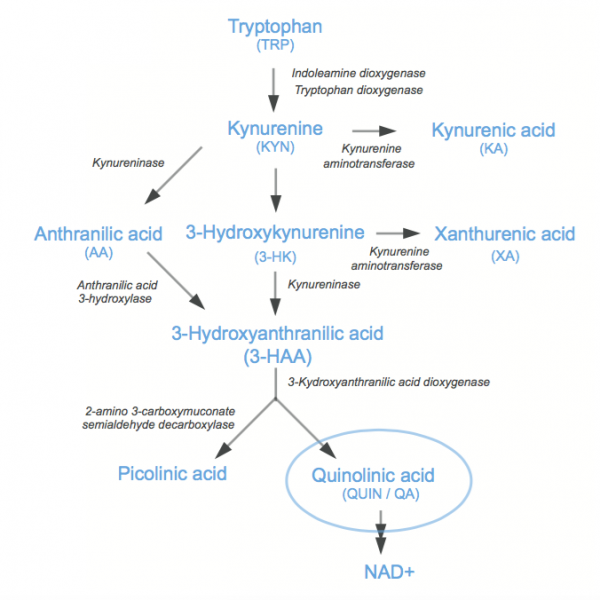 Quinolinic acid (QA) is a metabolite produced along the Kynurenine Pathway, which converts the aminoacid Tryptophan to NAD+, a co-factor of many enzymatic reactions. It has been described to share several neurotoxic functions particularly through the activation of the N-Methyl-D-Aspartate receptor. Its production occurring in myeloid cells (macrophages, microglia, etc.) is mainly driven by inflammatory stress and is therefore suspected to play a key role in neuroinflammatory disorders such as Alzheimer and Parkinson diseases but also Multiple Sclerosis, Amyotrophic Lateral Scle- rosis. Hence, while QA has been proposed as a biomarker in these indications, it might certainly warrant further investigation to serve as a surrogate in other “inflammation” related diseases such as cancer, metabolic disorders, etc.