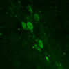 Immunostaining of 5HT cells in the pons of adult mouse brain, sagittal slice