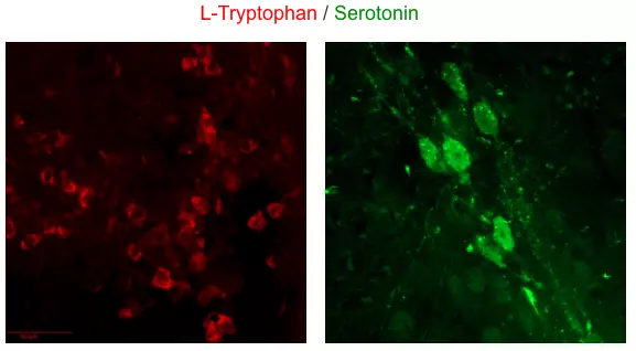 Challenge Serotonin and its precursor L-Tryptophan using STAINperfect immunostaining kit