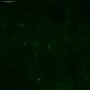 L.Tyrosine imaging in mouse embryonic midbrain neurons