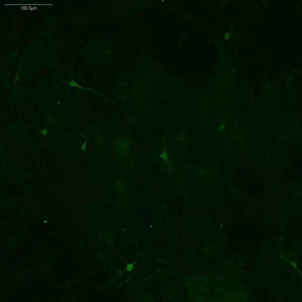 L.Tyrosine imaging in mouse embryonic midbrain neurons