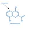 Xanthurenic acid (XA)