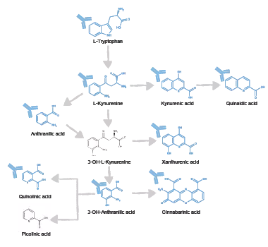 12 validated antibodies, from L-Tryptophan to downstream kynurenine metabolites