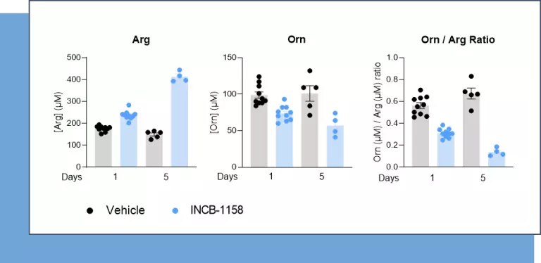 Figure 2 – The arginase inhibitor INCB-1158 restores Arg level while limiting Orn production in sera of MC38-tumor bearing mouse model.