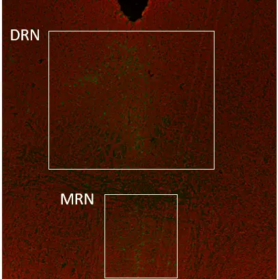 Serotonergic neurons of the Raphe nucleus through a FFPE mouse brainstem coronal section