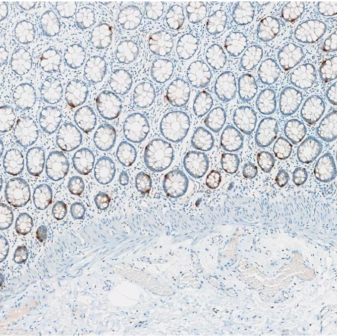 Immunohistochemistry against serotonin (5HT) on a FFPE human colon coronal section.