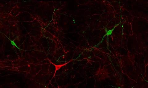 Dopamine (green) & Serotonin (red) in mouse primary neuronal culture using STAINperfect immunostaining kit with IS1005 (DA pAb) and IS1035 (5-HT pAb)