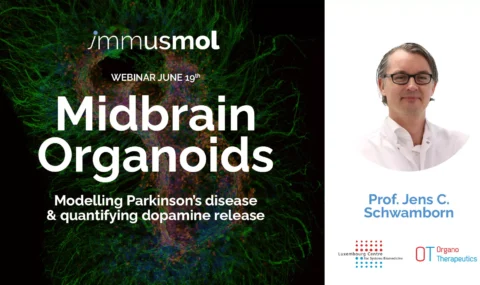 midbrain organoids dopamine release