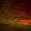 Serotonin / Tyrosine Hydroxylase in mouse embryonic midbrain