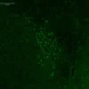 D-Serine imaging in adult mouse frontal cortex