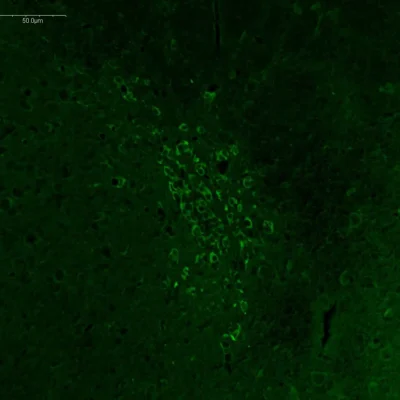 D-Serine imaging in adult mouse frontal cortex