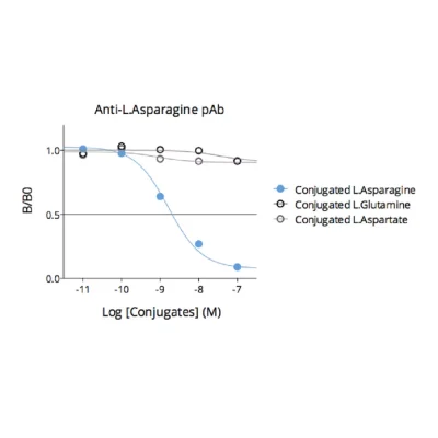 Affinity & specificity of anti- L-Asparagine antibody