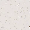 Anthranilic acid detection by IHC in human brain