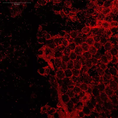 Tryptophan detection in the crayfish brain