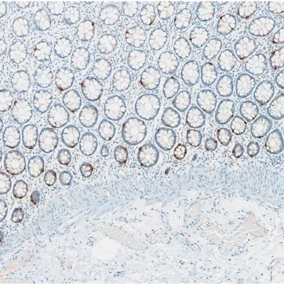 Immunohistochemistry against serotonin (5HT) on a FFPE human colon coronal section.