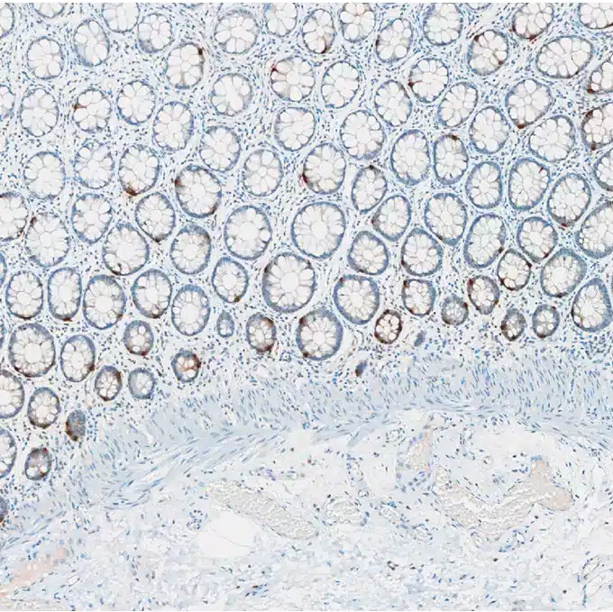 Immunohistochemistry against serotonin (5HT) on a FFPE human colon coronal section.